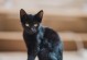 猫咪的嗅觉奇迹（以猫用鼻子闻事物的机制为探究对象，揭开猫咪神奇嗅觉的奥秘）