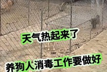 犬瘟病后的消毒时间和注意事项（犬瘟病消毒期间需注意的关键细节）