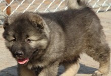 高加索犬幼犬的魅力与养育技巧（探索高加索犬幼犬的个性特点和培养方式）