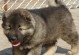高加索犬幼犬的魅力与养育技巧（探索高加索犬幼犬的个性特点和培养方式）