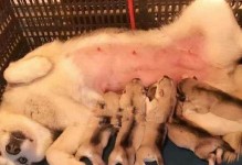 7个月哈士奇的科学喂养指南（养成健康的习惯，让你的哈士奇成长更快乐）