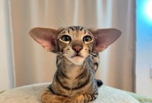 东方短毛猫的饲养方法（了解东方短毛猫的特点和饲养技巧，打造幸福宠物生活）