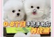 揭秘比熊的神秘睡眠时间（4个月大的比熊一天到底要睡多久？睡眠时间成为养宠族的疑问）
