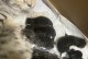 蓝猫与三花猫的爱情结晶（猫咪世界中的混血奇迹）