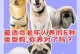 养哪种狗狗开销最大？（探讨8种不一般的狗狗品种及其养育费用）