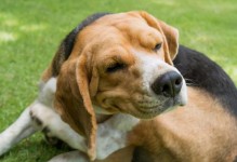 如何处理幼犬食用病狗食物的问题（保护幼犬健康，关注病狗饮食）