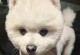 博美犬（博美犬的特点及其在人们生活中的角色）