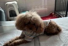 宝宝拉肚子怎么办？（一岁半的泰迪萌宝拉肚子的原因和治疗方法）