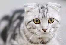 猫咪能够多久不进食？（揭秘猫咪不进食的时间极限及原因）