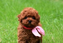 探讨以泰迪犬体型为基准的地区价格差异（泰迪犬体型影响价格，地区决定价格高低）