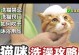 揭秘猫咪为何害怕洗澡（4个小妙招帮助你洗澡时与猫咪和谐相处）