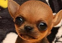 选择一只陪伴你很久的狗狗（考虑狗狗寿命的重要性）