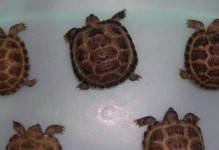 四爪陆龟的饲养全指南（了解四爪陆龟的习性与喂养技巧）