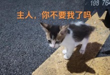 为什么不需要给猫咪断尾？（猫咪的尾巴是重要的，断尾并非必要）