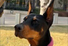 通过牙齿判断迷你杜宾犬的犬龄（掌握这些方法，让你轻松分辨迷你杜宾犬的年龄）