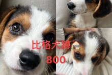 如何正确日常养护比格犬的耳朵？（宠物爱好者必看！比格耳朵日常养护指南）