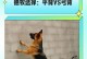 培养德牧，打造理想的伴侣犬（以科学方法训练德牧，让其成为忠诚可靠的伙伴）
