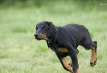 如何训练你的杜宾犬（从基础训练到高级技能，提升你的杜宾犬的表现）