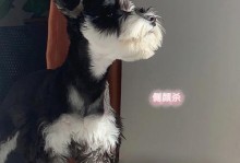 狗狗胎毛脱落周期揭秘（了解狗狗胎毛脱落的关键时期和注意事项）