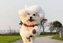 比熊为何喜欢吐舌头？（揭开比熊吐舌头的秘密）