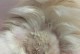 猫的健康（螨虫是如何侵扰猫咪的？）