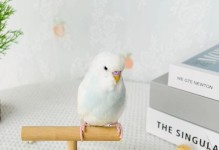 虎皮鹦鹉金鱼鳞显配之美（独特外观与活泼个性的完美融合）