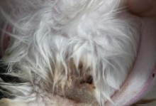 猫咪怀孕下体出血的原因及处理方法