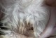 猫咪怀孕下体出血的原因及处理方法