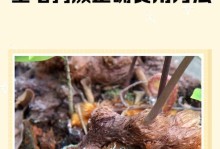 金毛褪毛指南（探索金毛褪毛的原因和解决方案，让您的宠物毛发更加健康亮丽）