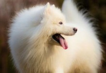 寿命不长的萨摩耶犬的特点与抚养经验（探秘萨摩耶犬）