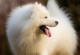 寿命不长的萨摩耶犬的特点与抚养经验（探秘萨摩耶犬）