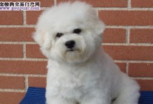 如何饲养博洛尼亚比熊犬？（从幼年到成年，你需要知道的一切）