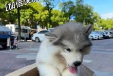 探索阿拉斯加狗粮的美味世界（挑选适合你宠物的美食佳品）