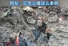 宠物中毒怎样处理？（教你正确处理狗狗的中毒情况）
