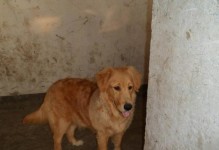 金毛喂养指南（探索金毛犬喂食内脏的营养价值与安全要点）