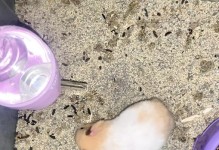 仓鼠喝水的正确方法（温水或凉水？仓鼠的水源选择关键在于...）