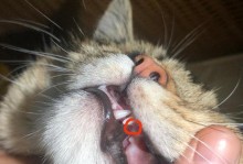 猫用牙齿咬人的预兆是什么？（了解猫咬人行为的意义与警示）