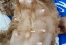 狗狗怀孕的迹象与变化（了解狗狗怀孕前后的身体变化，关爱它们的健康！）