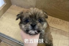 幼崽离开母狗的时间和过程（幼崽与母狗分离的时机和注意事项）