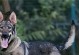 日本警犬（多品种结合训练，日本警犬一统江湖）