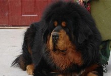 世界上最贵的狗狗（价值35万美元的纯正藏獒之谜与保护之路）