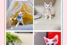 德文卷毛猫的饲养方法（打造舒适的生活环境，关爱健康成长）
