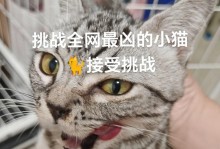 如何让以新养的小猫变得温顺可爱（解决新养小猫凶恶问题的实用方法）