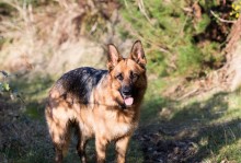 中国五大狼犬（狗的责任感特别强，为你守护一生）