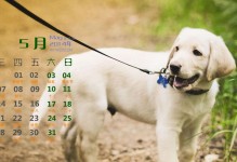 拉布拉多犬的春季变化（春季如何影响拉布拉多犬的生活和行为？）