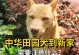 新生幼犬的养护指南（关注幼犬的健康与发展，让它快乐成长）