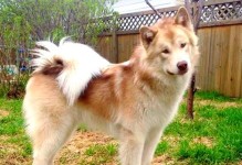 如何饲养美国爱斯基摩犬（关注健康与快乐的狗狗生活）