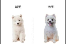 探索萨摩耶越来越受欢迎的原因（探究萨摩耶的优点及其受欢迎程度的增长趋势）