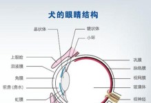 哪些狗狗品种的眼睛看不清瞳孔？（了解这些品种的特点，保护它们的眼睛健康）