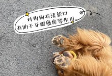 狗狗咬东西怎么办？（解决四个月宠物犬的咬东西行为问题）